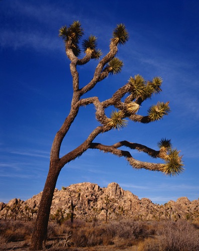 Joshua Tree, Joshua Tree National Park, California (MF).jpg